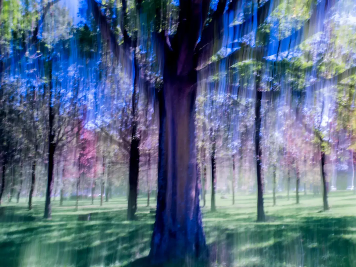 The same trees photographed with a long shutter speed, vertical streaks in blue, purple and green