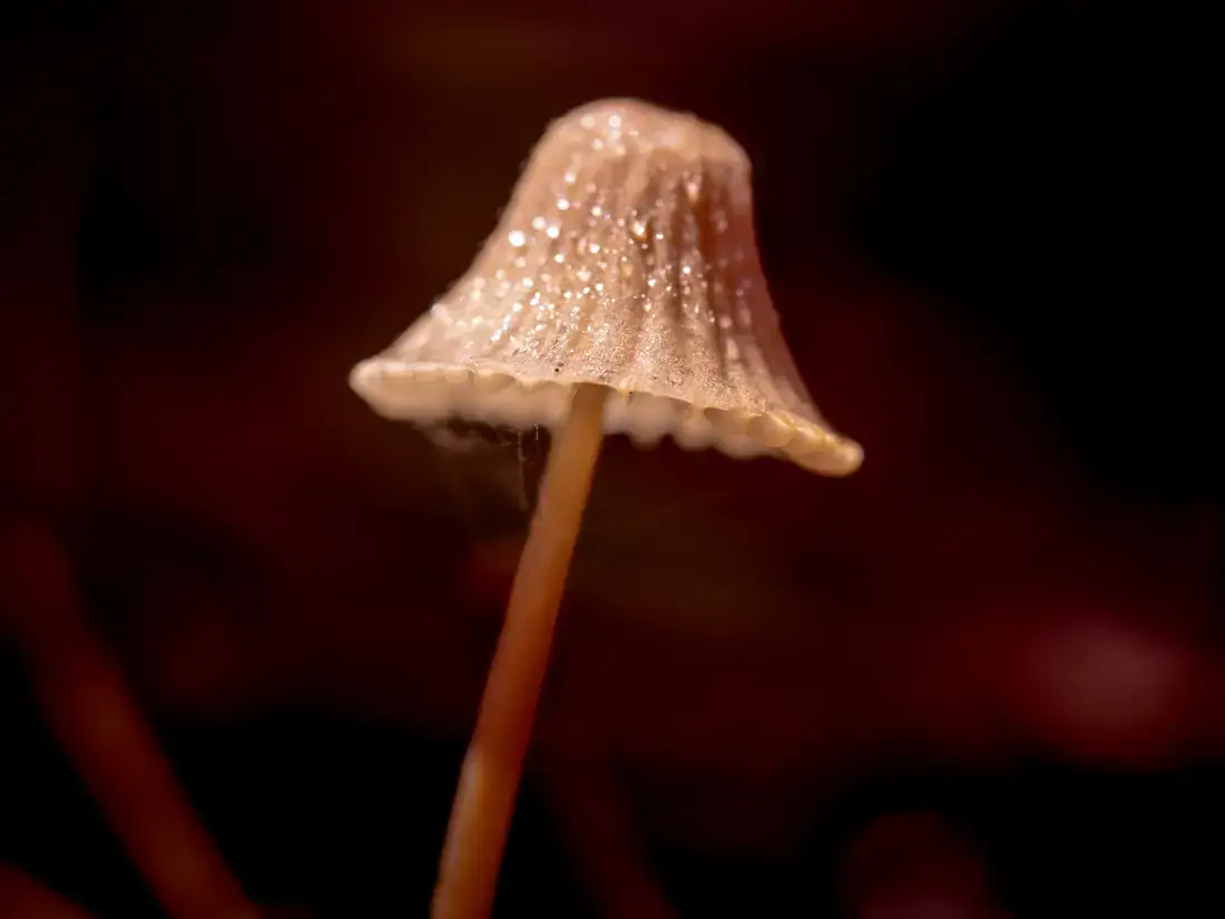 Paddenstoeltje met een zaklamp erachter, tegen een donkere achtergrond