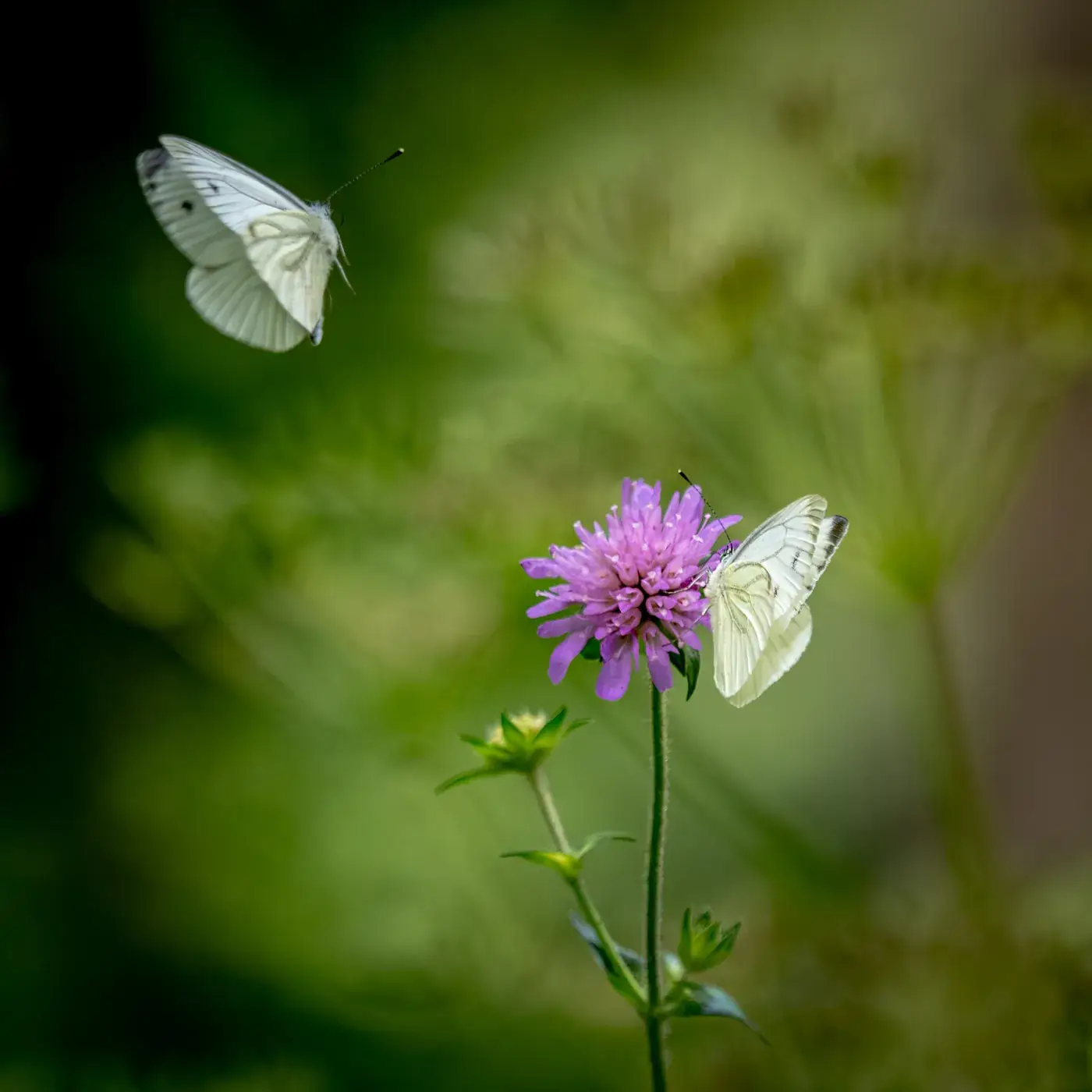 Two white butterflies by a purple flower