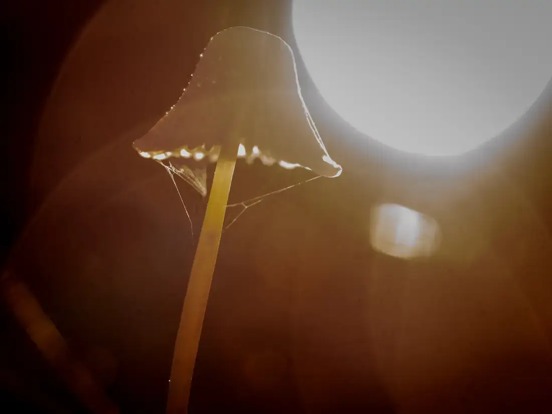 Paddenstoel met een zaklamp erachter