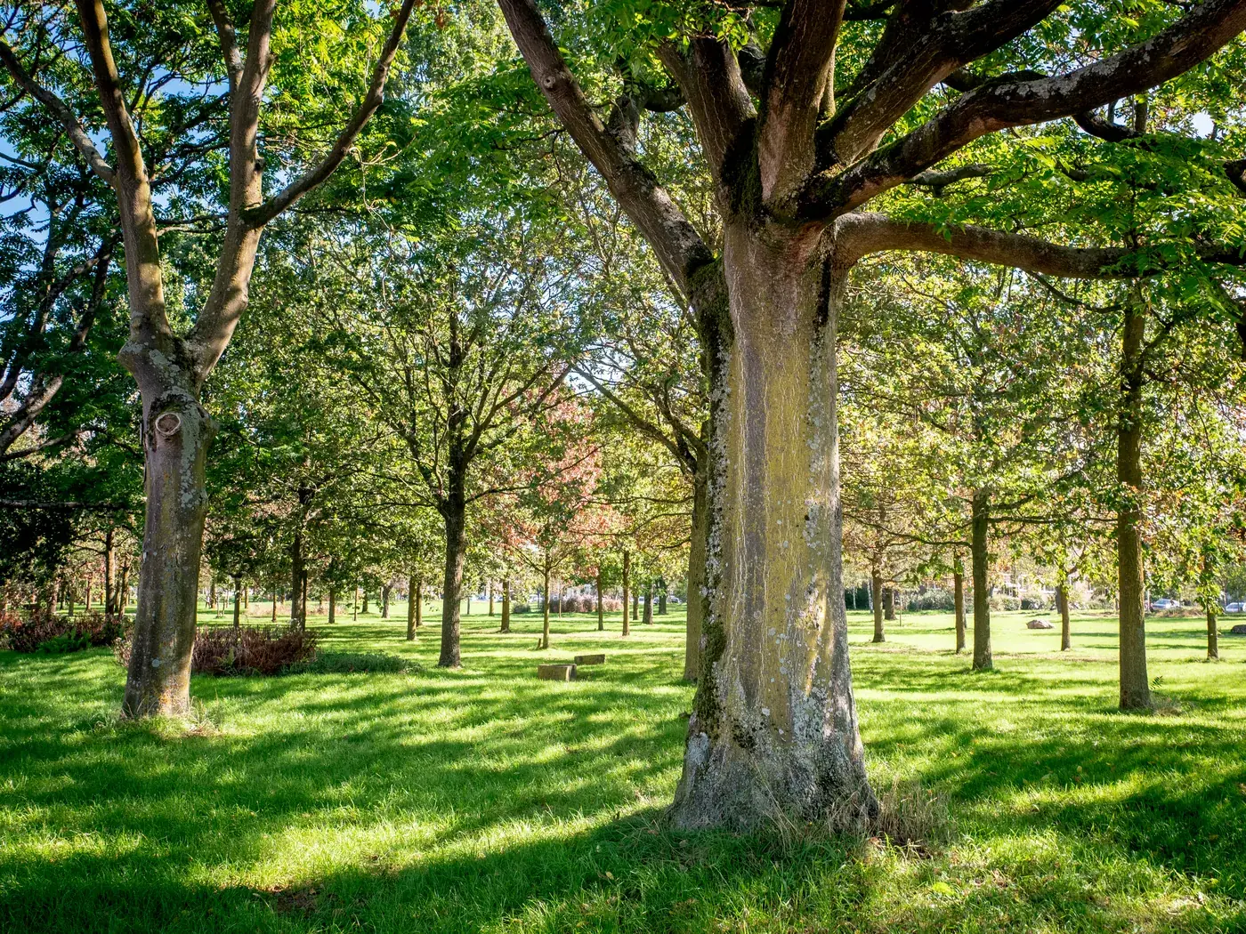 Sharp photo of trees in a park with sunlight on the grass